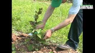 Potatura di allevamento dell’actinidia la pianta del kiwi [upl. by Warenne]