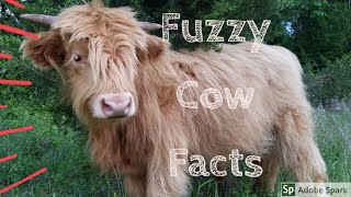 4 Facts About Highland Cows [upl. by Ayiotal]