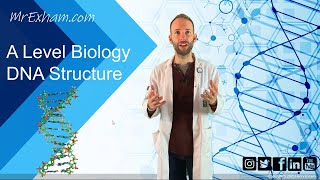 DNA Structure  A Level Biology [upl. by Klarika666]