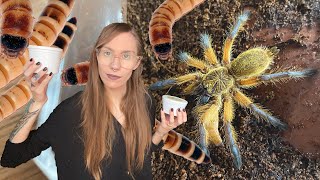 feeding my tarantulas SUPERWORMS they love these [upl. by Haroldson]