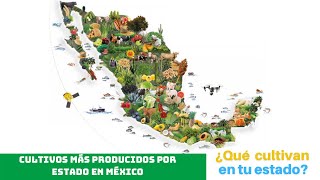 CULTIVO AGRÍCOLA más producido por ESTADO en MÉXICO🤠🚜🇲🇽 [upl. by Slen]