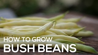 How to Grow Bush Beans  Yellow Wax Beans by Fab Gardener [upl. by Charline761]