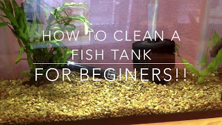 How to Clean a Fish Tank  For Beginners [upl. by Strong]