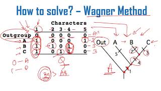 Cladogram analysis Problems and solutions for CSIR NET exam [upl. by Kadner]