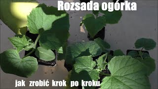 Rozsada ogórka od nasionka do gotowej sadzonki [upl. by Ynattyrb]