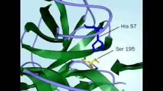 Chymotrypsin Mechanism of action of Chymptrypsin fully defined [upl. by Burr]