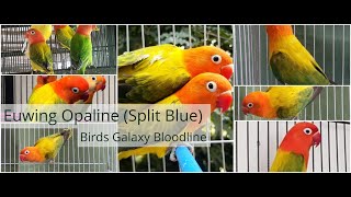 Green Euwing Opaline Split Blue [upl. by Eisteb716]