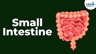 Small Intestine  CBSE 11 [upl. by Nilad]