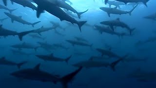 Thousands of Sharks Gathering  Blue Planet  BBC Earth [upl. by Moreta302]