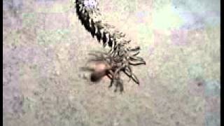 Weird Animals  Spidertailed Horned Viper [upl. by Ott970]