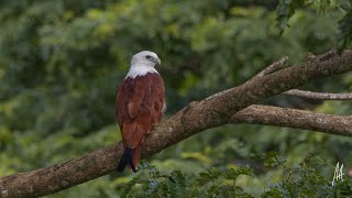 brahminy kite training [upl. by Anaiq]