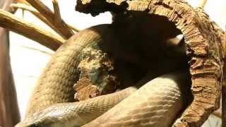 Black Mamba Facts 20 facts about Black Mambas [upl. by Akelahs]