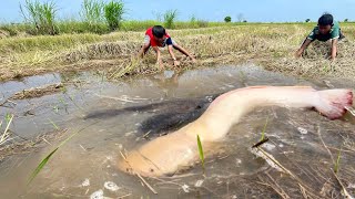 AMAZING FISHING In the rainy season fishermen catch more fish in the fields after the rain [upl. by Mailiw]