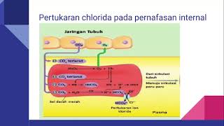 Pertukaran Chlorida [upl. by Danny]