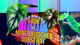 Was ist besser  Erde oder mineralisches Substrat Der Zimmerpflanzentest [upl. by Manwell220]