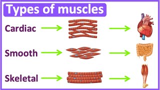 Types of muscles 💪  Cardiac smooth amp skeletal muscle  Easy learning video [upl. by Adur264]