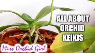 All about Orchid keikis  Video request [upl. by Nidnarb]