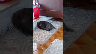 Gatto che impazzisce per lodore della candeggina funnyvideo funnycats catvideos funnycatvideo [upl. by Charlene]