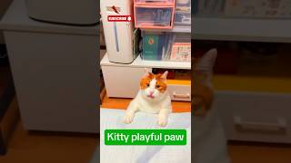 videos for cats youtube shorts animals cute catlover [upl. by Admama279]