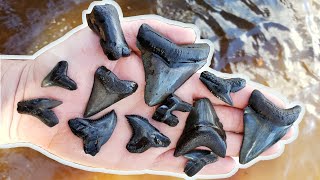 Fossil shark tooth hunting  Scuba diving the Peace River Florida for fossils  diving for treasure [upl. by Dnomzed]