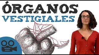 Qué son los órganos vestigiales [upl. by Dragon]