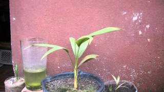 Palm Tree Growing  306 Days Time Lapse 4K [upl. by Akinirt]