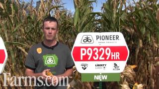 Pioneer HiBred P9329HR Corn 2700 CHU 93 CRM [upl. by Nahij]