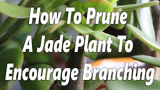 How To Propagate Jade Plant From Stem amp Leaf Cutting  Watering  Sunlight  Transplant amp Care [upl. by Ardnwahsal]