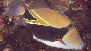 Facts The Reef Triggerfish Humuhumunukunukuapuaa [upl. by Ahaelam]