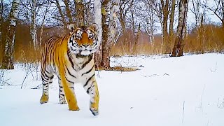 Best Snow Animals  Top 5  BBC Earth [upl. by Shandy]