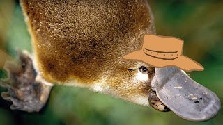 Platypus [upl. by Clareta]