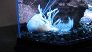 Blue Crayfish Moulting [upl. by Howlan]