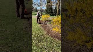 Using our Stihl kombi bed redefiner for 450 feet of plant beds part 3 of 4 [upl. by Ciro]