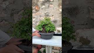 Biancospino bonsai in costruzione 💣🌳 bonsai bonsaitree [upl. by Akcemat764]