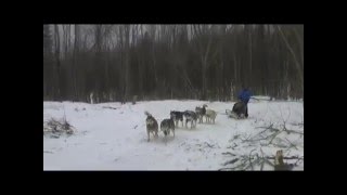 Chiens de traineau  Les Nordik Aventuriers [upl. by Eilatan]