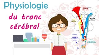 Physiologie du tronc cérébral  cours de 2 ème année médecine [upl. by Elvera783]