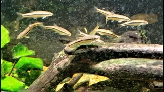 New Minnows Look Great In My Native Tank [upl. by Lseil436]