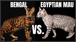 Bengal Cat VS Egyptian Mau Cat [upl. by Zusman]