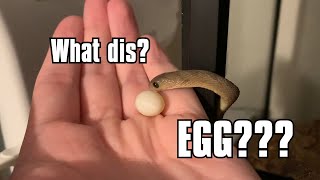 Ever wonder how an AFRICAN EGG EATER SNAKE eats [upl. by Silera265]