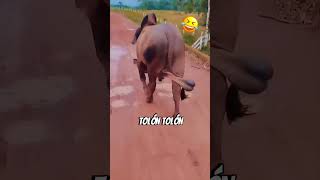 TOLON TOLON😂😂 comedy chetannn comedyfilms funny love [upl. by Aihtniroc303]