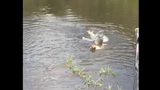 Dog Gets Eaten By Alligator While Swimming In Brazil River [upl. by Adaiha]