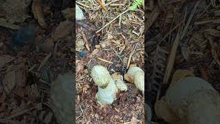 A cluster of Stinkhorn fungi [upl. by Aalst848]