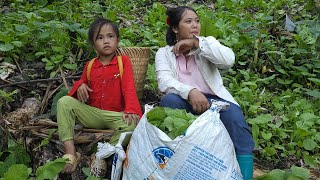 Mai Ca Finishing the Wooden House Taking Kieu Trinh to the Forest to Harvest Mustard Greens [upl. by Nyliahs]