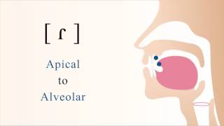 ɾ  voiced apical alveolar tap [upl. by Ciredec]