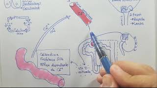 Metabolismo del Calcio Resumen 4 de 5 [upl. by Atalya173]