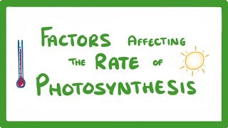 GCSE Biology  Factors Affecting the Rate of Photosynthesis 49 [upl. by Jobie]