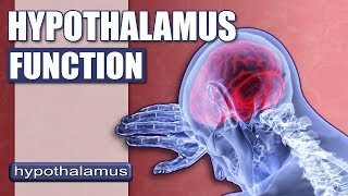 What Does The Hypothalamus Do  Hypothalamus Explained [upl. by Bisset]