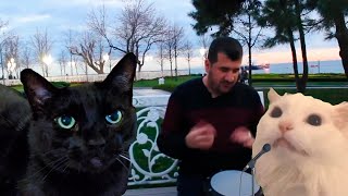 Ievan Polkka Official Video HD  Cat Cover  CATe [upl. by Nnaynaffit967]