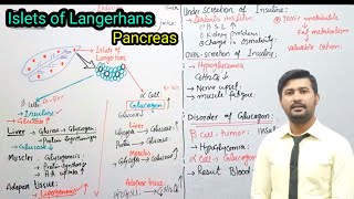 1718 Islets of Langerhan  pancreas  parathyroid glands  endocrine  Fsc 2nd year Biology [upl. by Lillian]