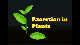 Biology  Excretion in Plants [upl. by Dodson362]